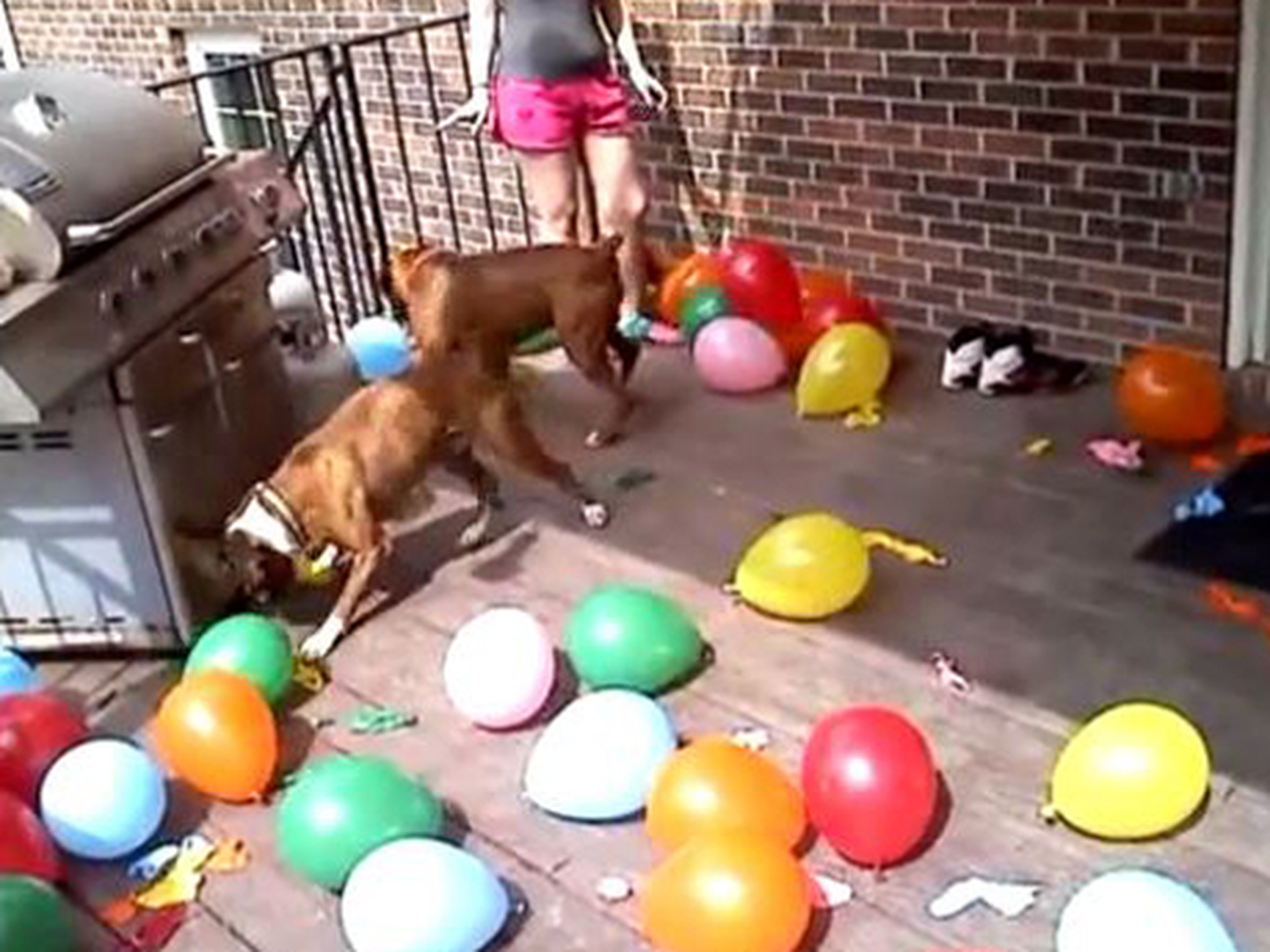 Balon Patlatan Köpekler