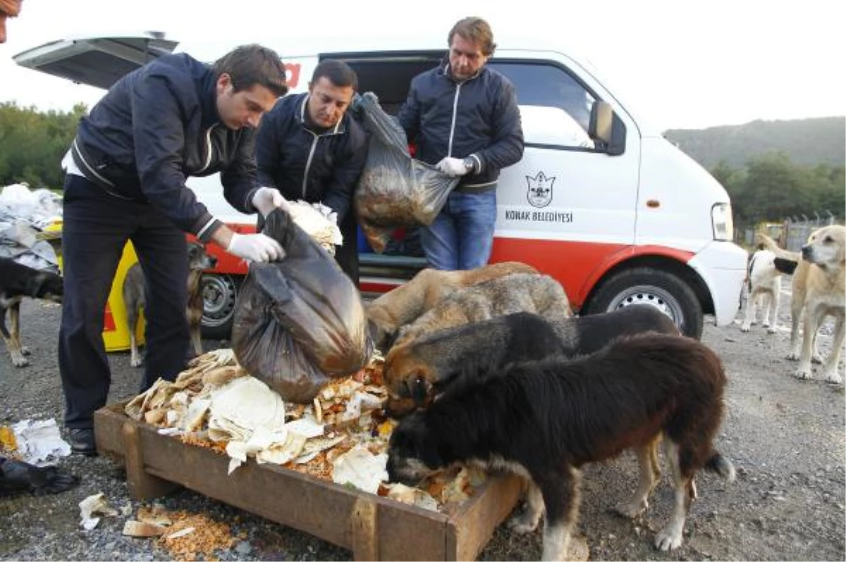 Barınak Köpeklerine Beş Yıldızlı Ziyafet