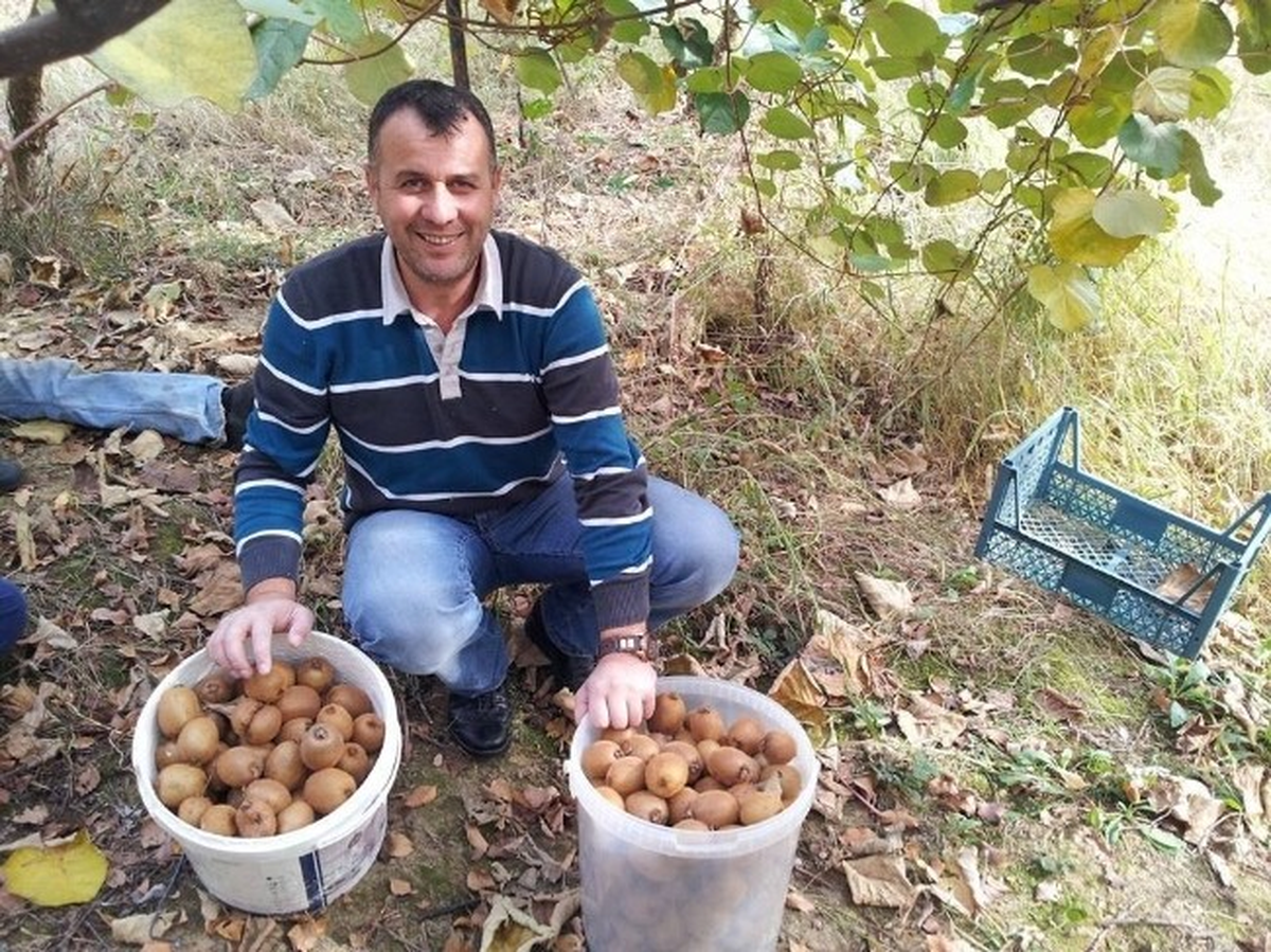 Karadeniz\'de Kivi Mahsulü Toplanıyor