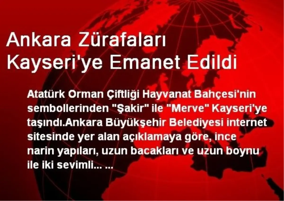 Ankara Zürafaları Kayseri\'ye Emanet Edildi