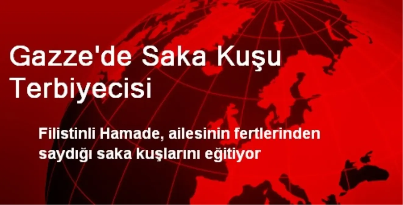 Gazze\'de Saka Kuşlarını Eğitiyor