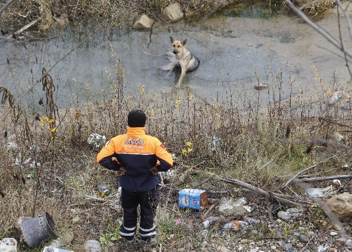 (Özel Haber) Karabük\'te Köpek Kurtarma Operasyonu