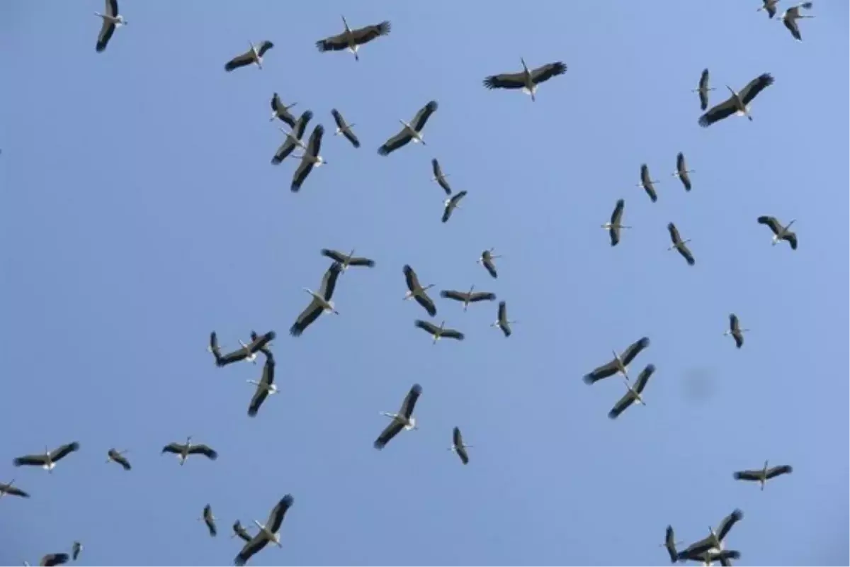 Sıcak Hava, Kuşların Göçünü Geciktirdi