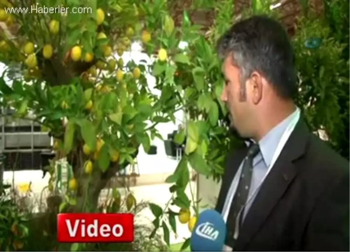 Dev Limon Ağacı Küçük Saksıda Yetişiyor