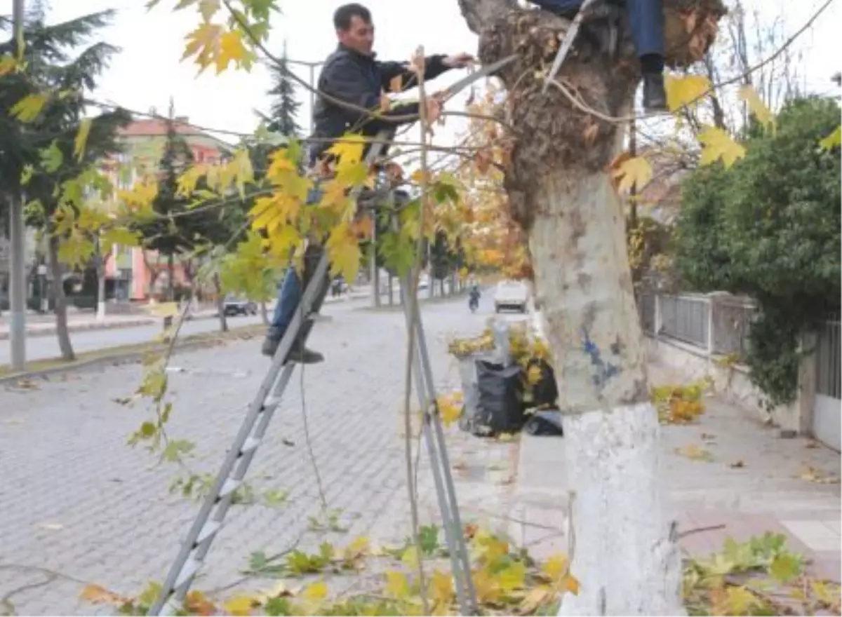 Merzifon\'da Budama Seferberliği