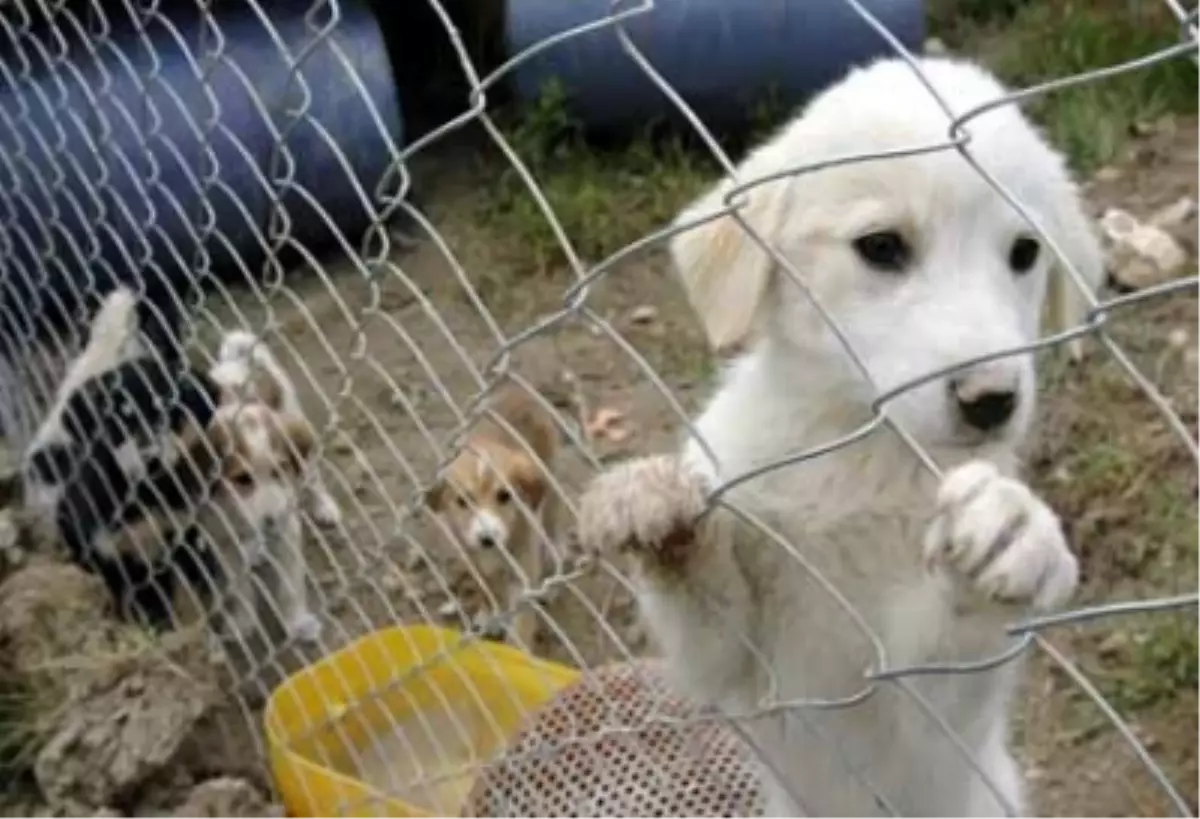 54 Sokak Köpeği Barınağa Gönderildi