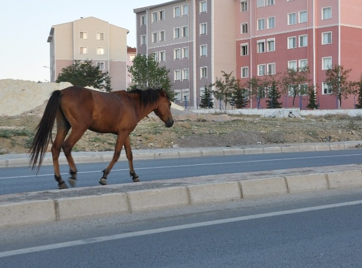Kırklareli-Kofçaz Yolunda Başıboş Atlar Tehlike Saçıyor