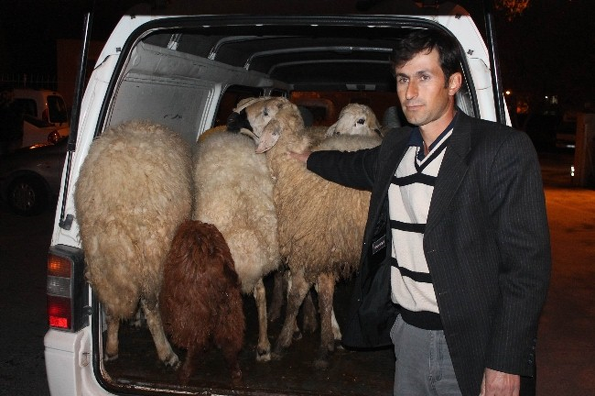 Çalınan Hayvanlarını Çizik Kulağından Tanıdı