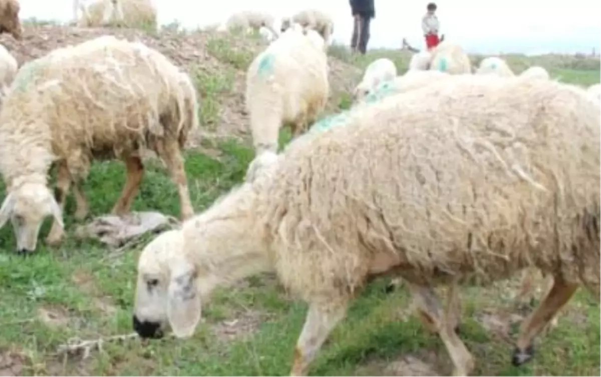 Eğitimli ve Sertifikalı Çobanlar Geliyor