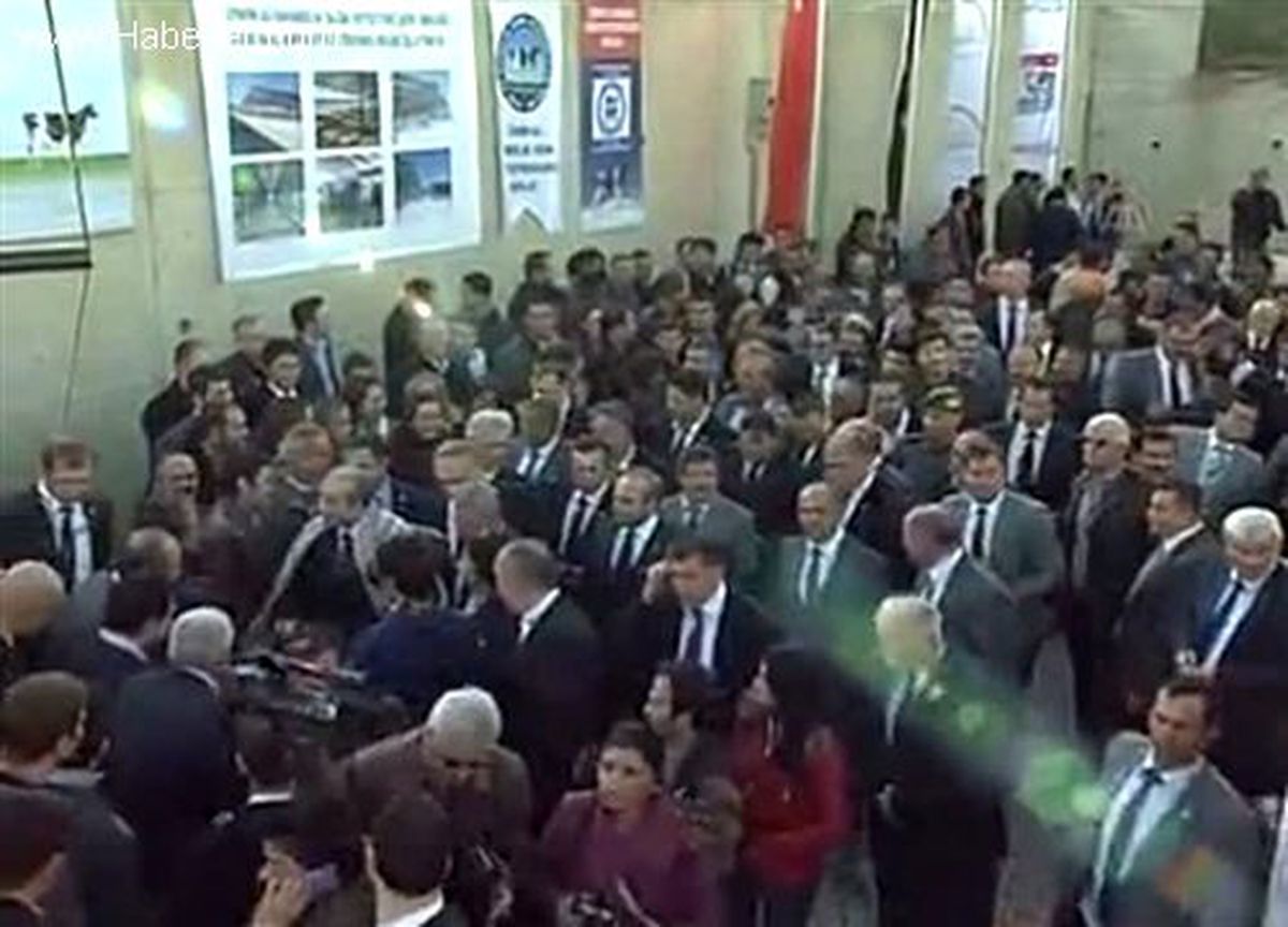 Türkiye Damızlık Gebe Düve İhracatına Başladı