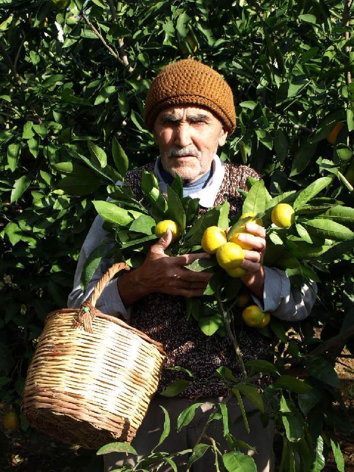 Mandalina Üreticisi Pazar Bulamıyor
