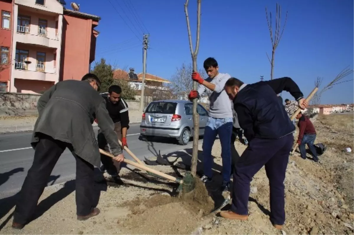 Sorgun\'da Cadde ve Sokaklar Ağaçlandırılıyor