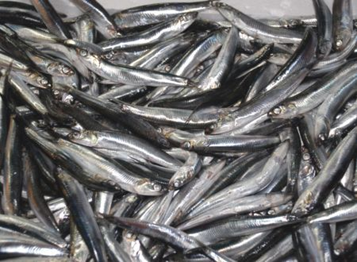 Tuzla\'da 40 Ton Bedava Hamsi Dağıtıldı