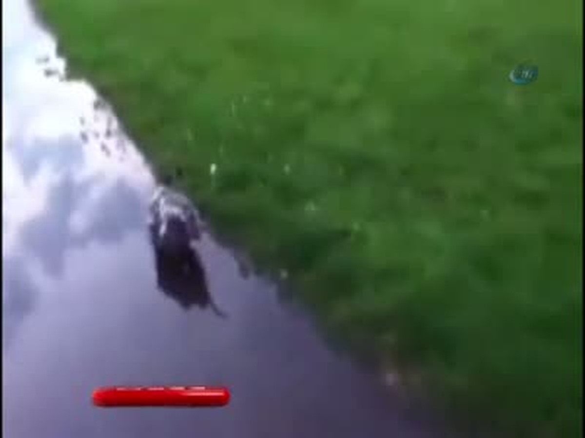 Keseli Sıçan 15 Yavrusunu Sırtında Taşıdı