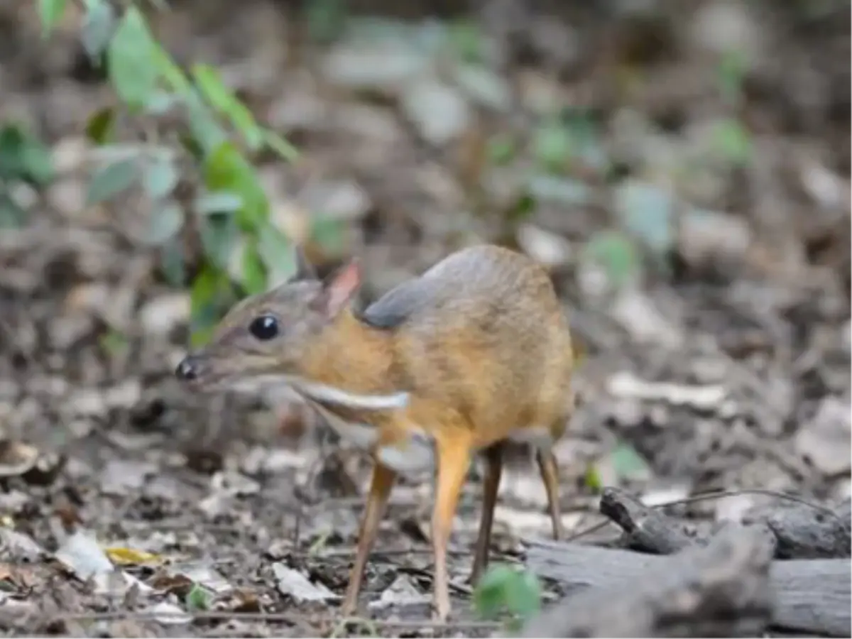 Fareden Daha Küçük Geyik Görünümündeki Hayvan Şaşırttı