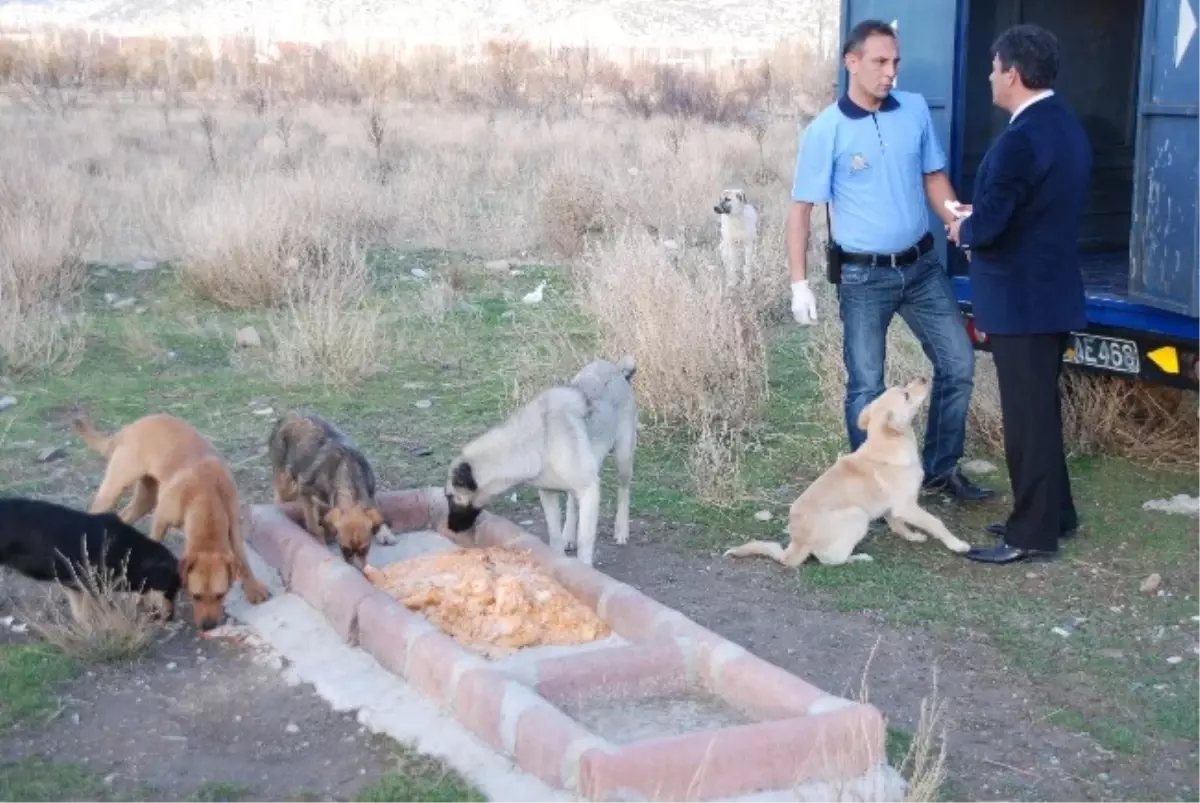 Isparta\'da Köpeklerin Birbirini Yediği İddiaları Yalanlandı