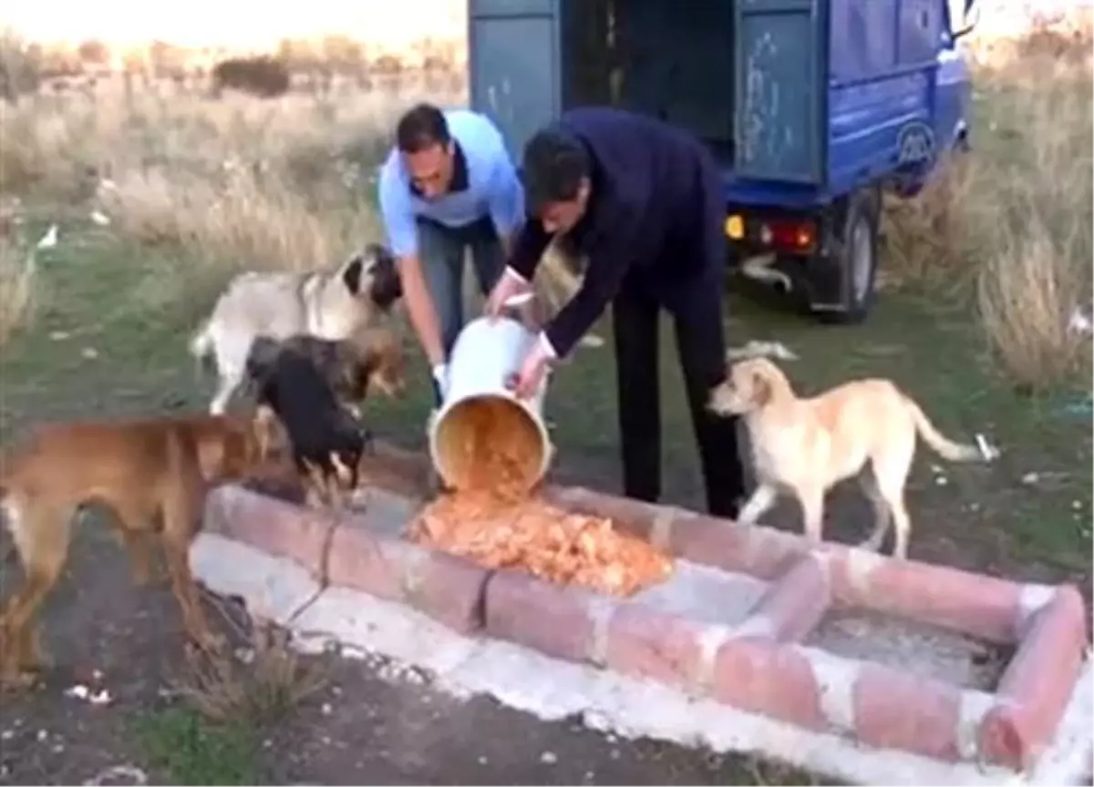 Isparta\'da Köpeklerin Birbirini Yediği İddiaları Yalanlandı