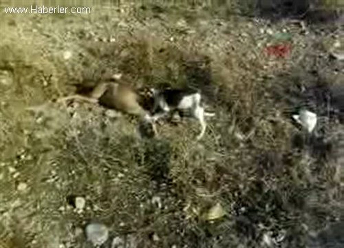 Zabıtanın Topladığı Köpekler Açlıktan Ölü Köpekleri Yiyor