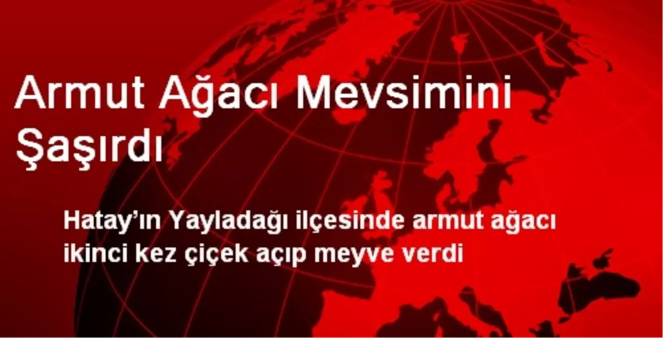 Armut Ağacı Mevsimini Şaşırdı