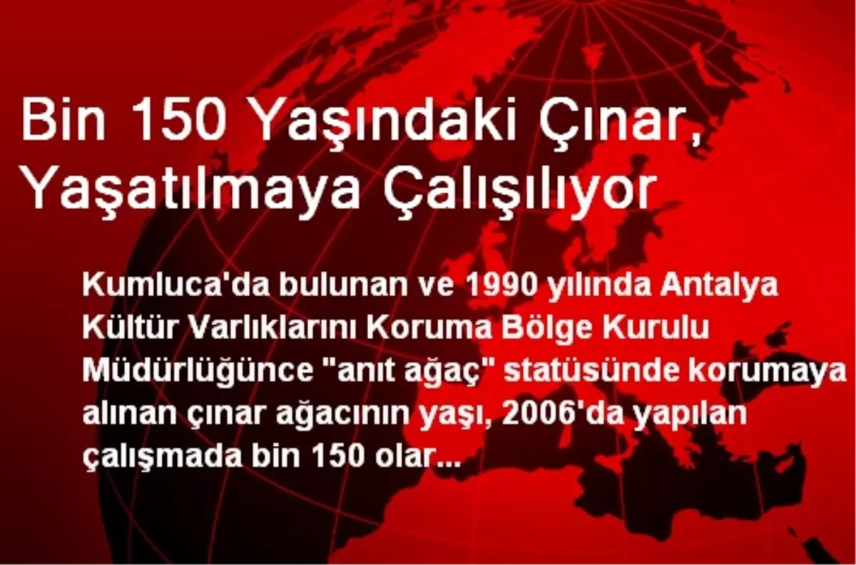 Bin 150 Yaşındaki Çınar, Yaşatılmaya Çalışılıyor