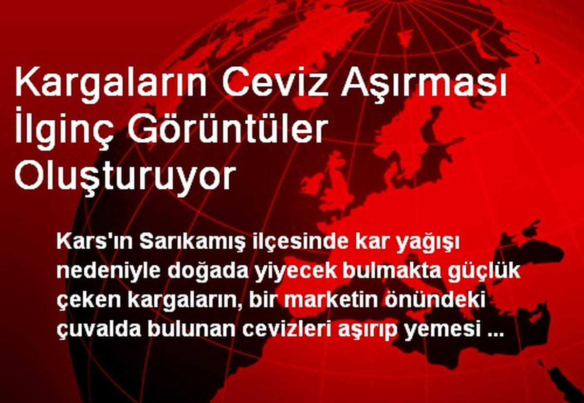 Kargaların Ceviz Aşırması İlginç Görüntüler Oluşturuyor