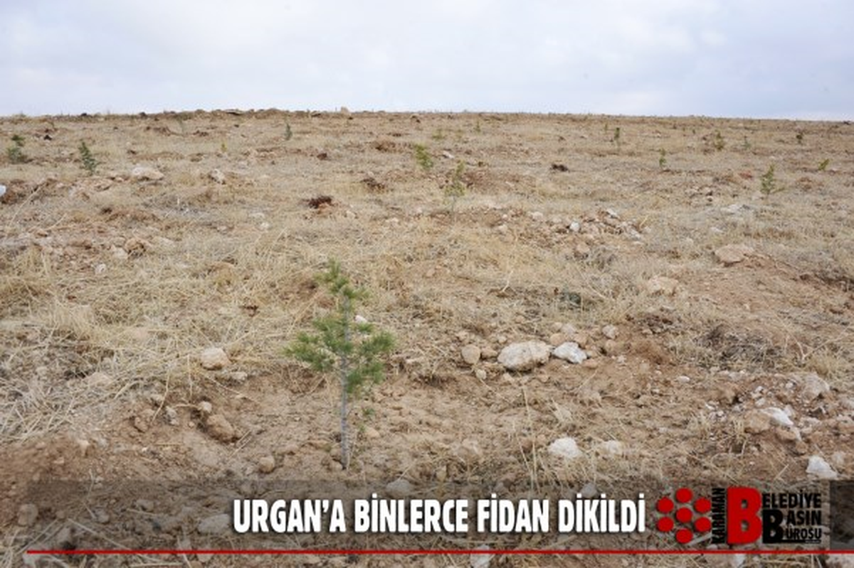 Karaman Urgan\'a Binlerce Orman Fidanı Dikildi