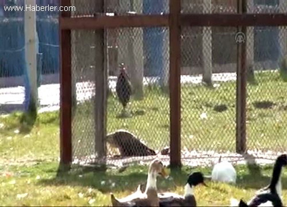 Yaralı şahin koruma altına alındı