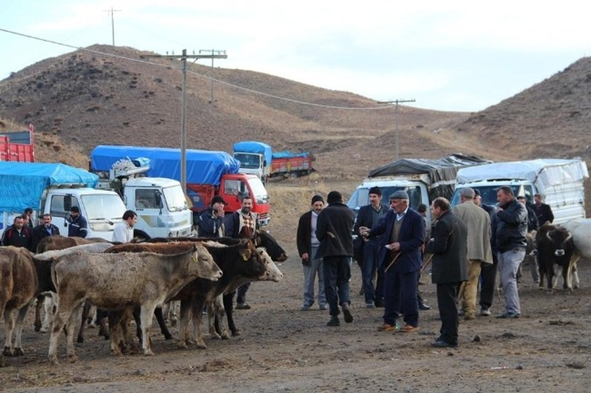 Canlı Hayvan Fiyatları Yükselişe Geçti