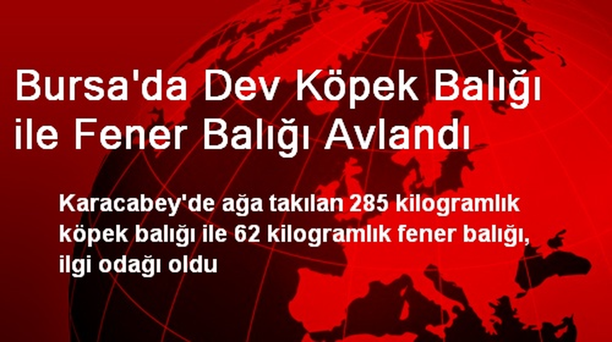Bursa\'da Dev Köpek Balığı ile Fener Balığı Avlandı