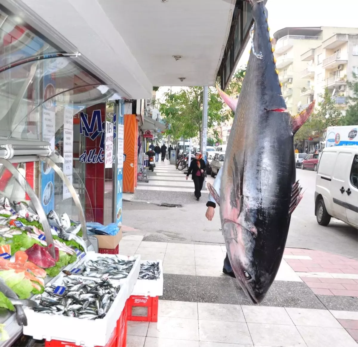 150 Kiloluk Orkinos Alıcısını Bekliyor