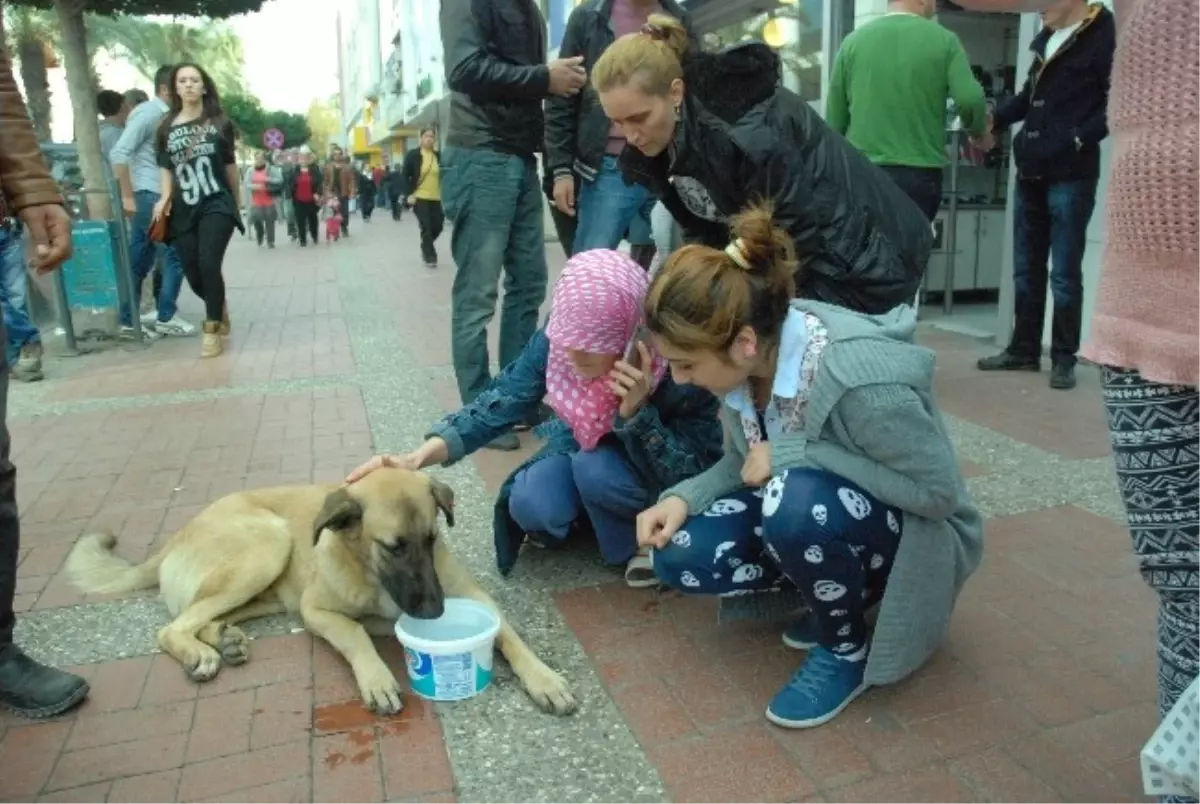 Antalya\'da Sokak Köpeğine Yardım Tartışması