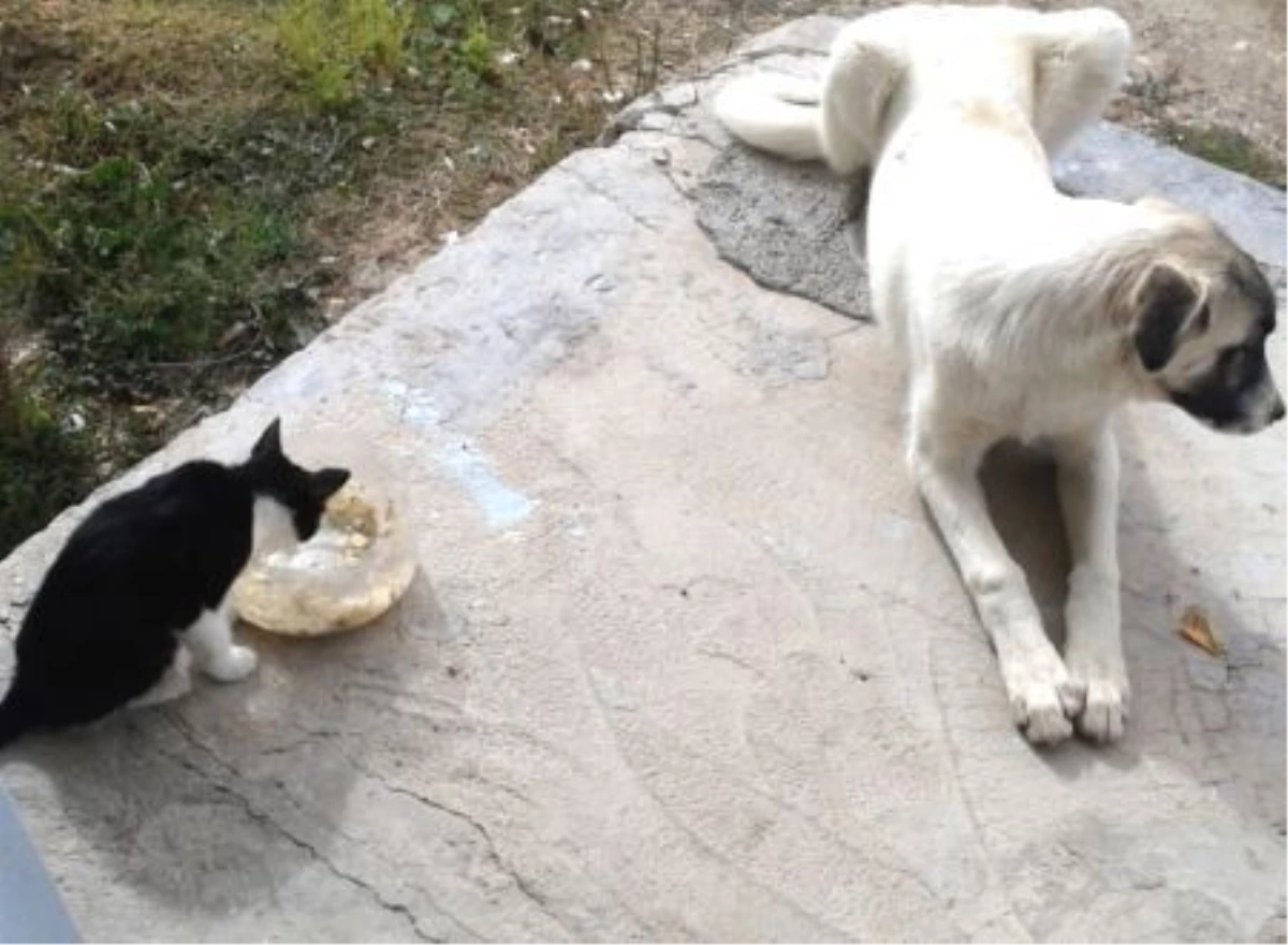 Çoban köpeğinin kediyle dostluğu