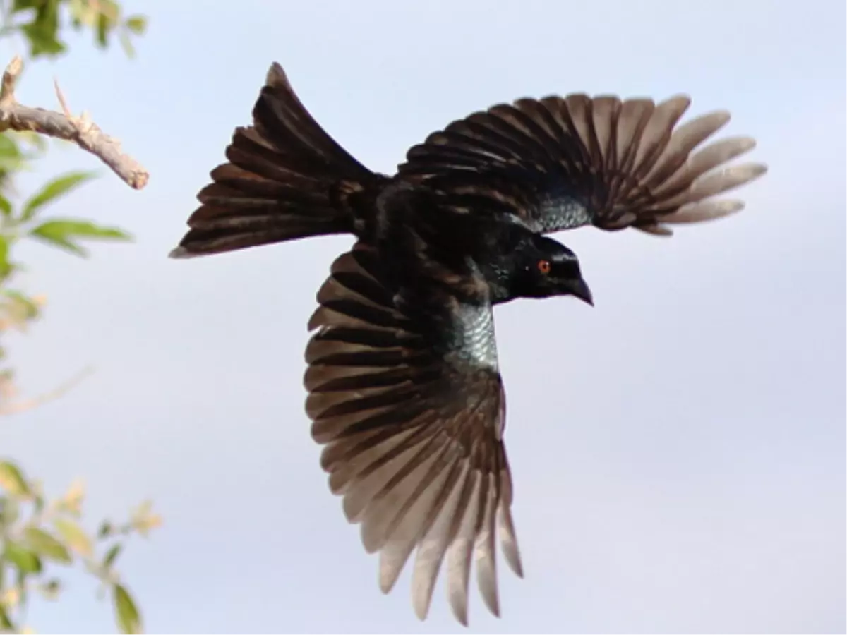 Drongo Kuşları Mirketleri Canından Bezdirdi