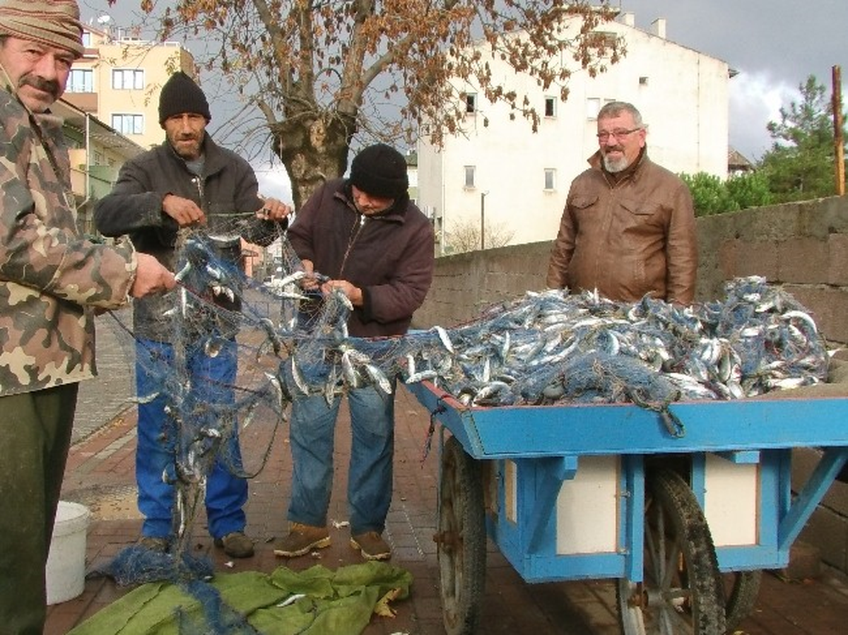 Filyos\'ta Balıkçılar 1 Ton İstavrit Balığı Yakaladı