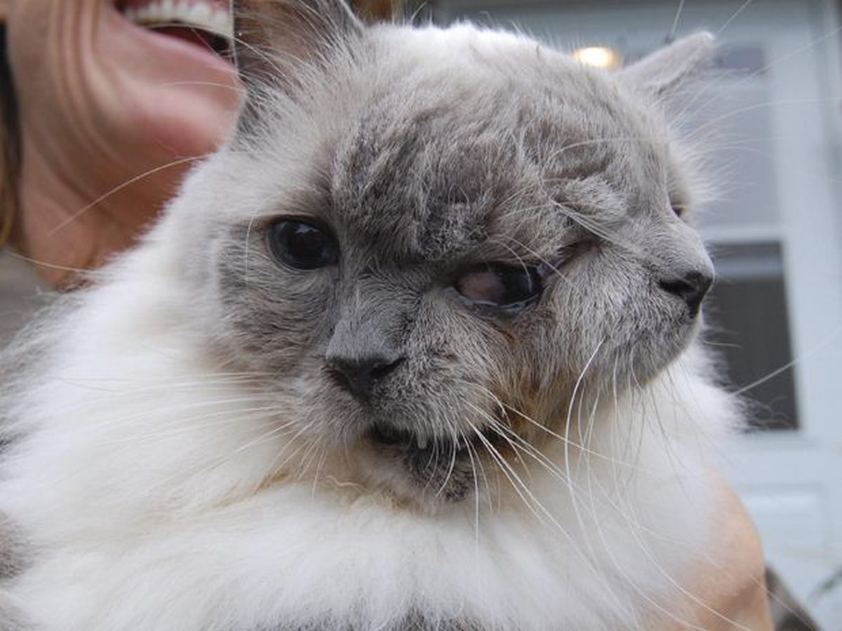 İskenderun\'da İki Yüzlü Kedi Dünyaya Geldi