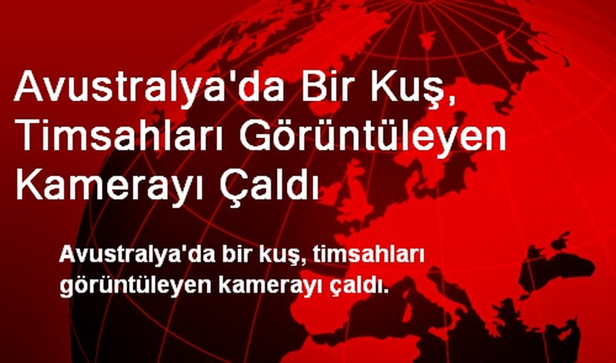 Avustralya\'da Bir Kuş, Timsahları Görüntüleyen Kamerayı Çaldı