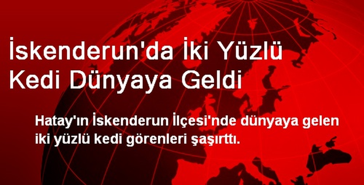 İskenderun\'da İki Yüzlü Kedi Dünyaya Geldi