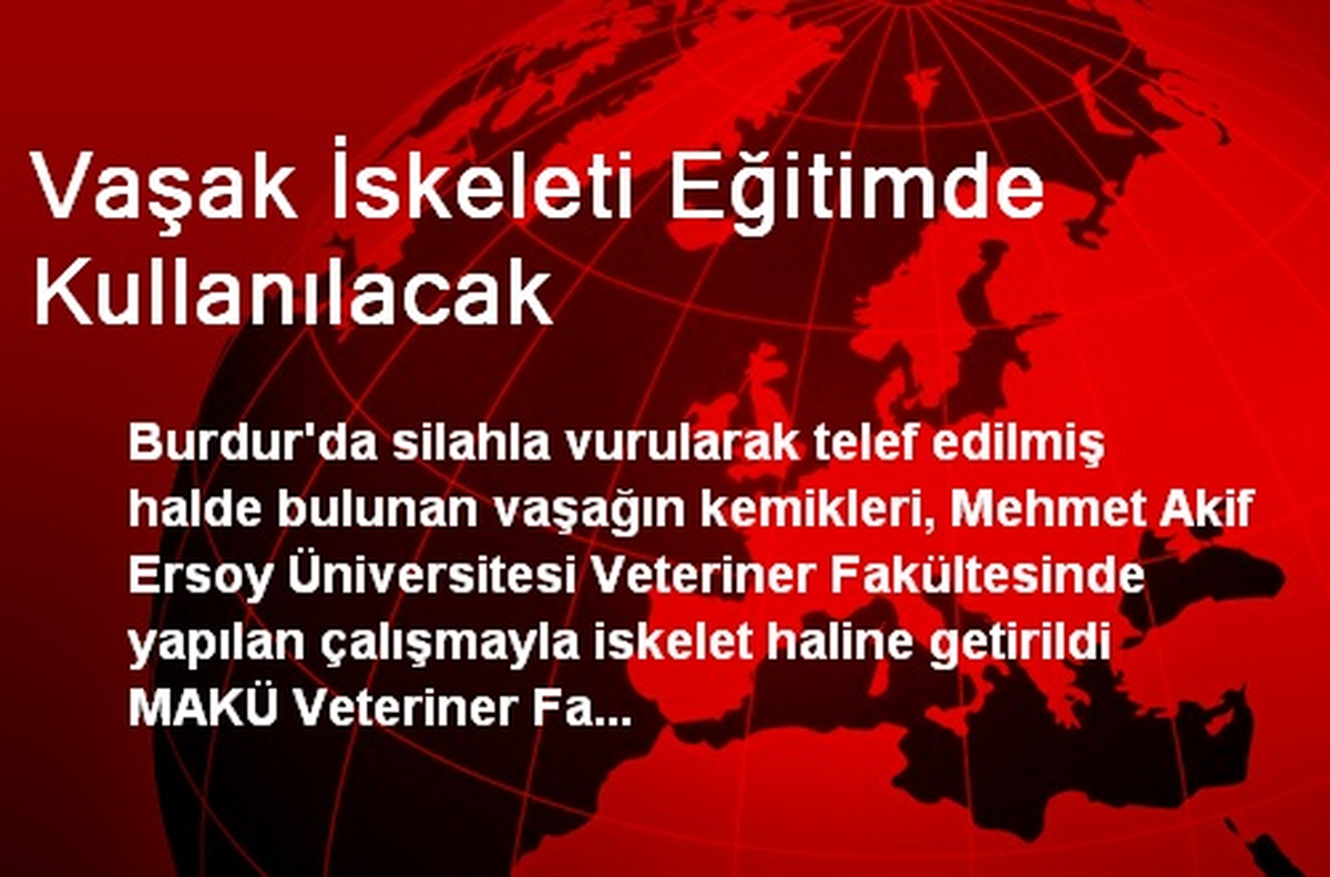 Vaşak İskeleti Eğitimde Kullanılacak