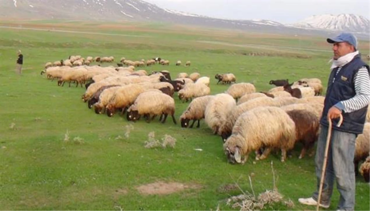Sertifikalı Çobanlar Geliyor