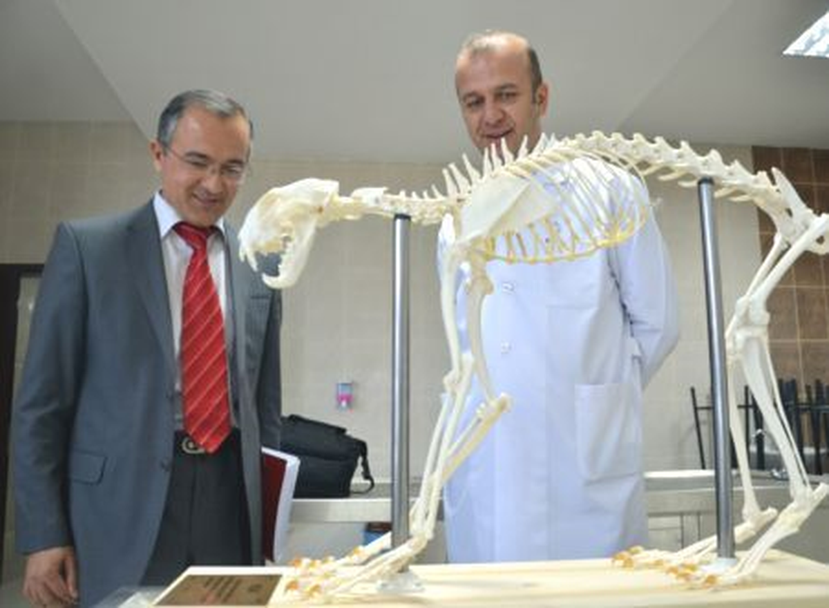Burdur\'da Bulunan Vaşak İskeleti Eğitimde Kullanılacak