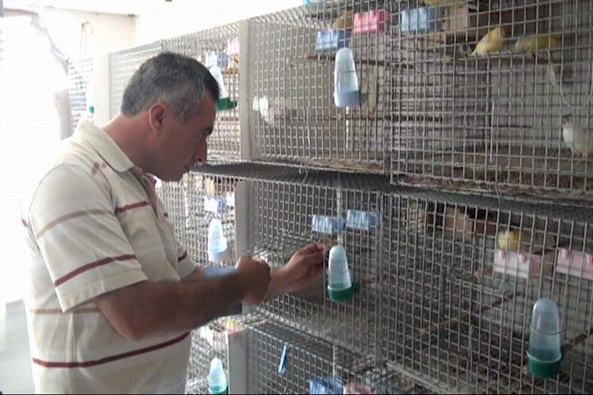 Afyonkarahisar\'ın En Güzel Kanaryası Belli Oldu