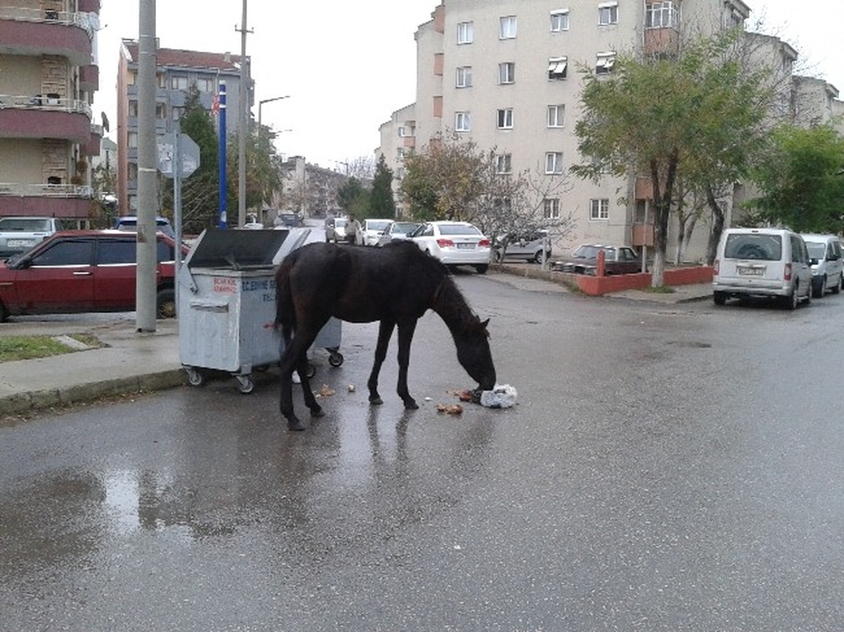 Atlar Şehre İndi, Çöp Konteynerlerine Dadandı