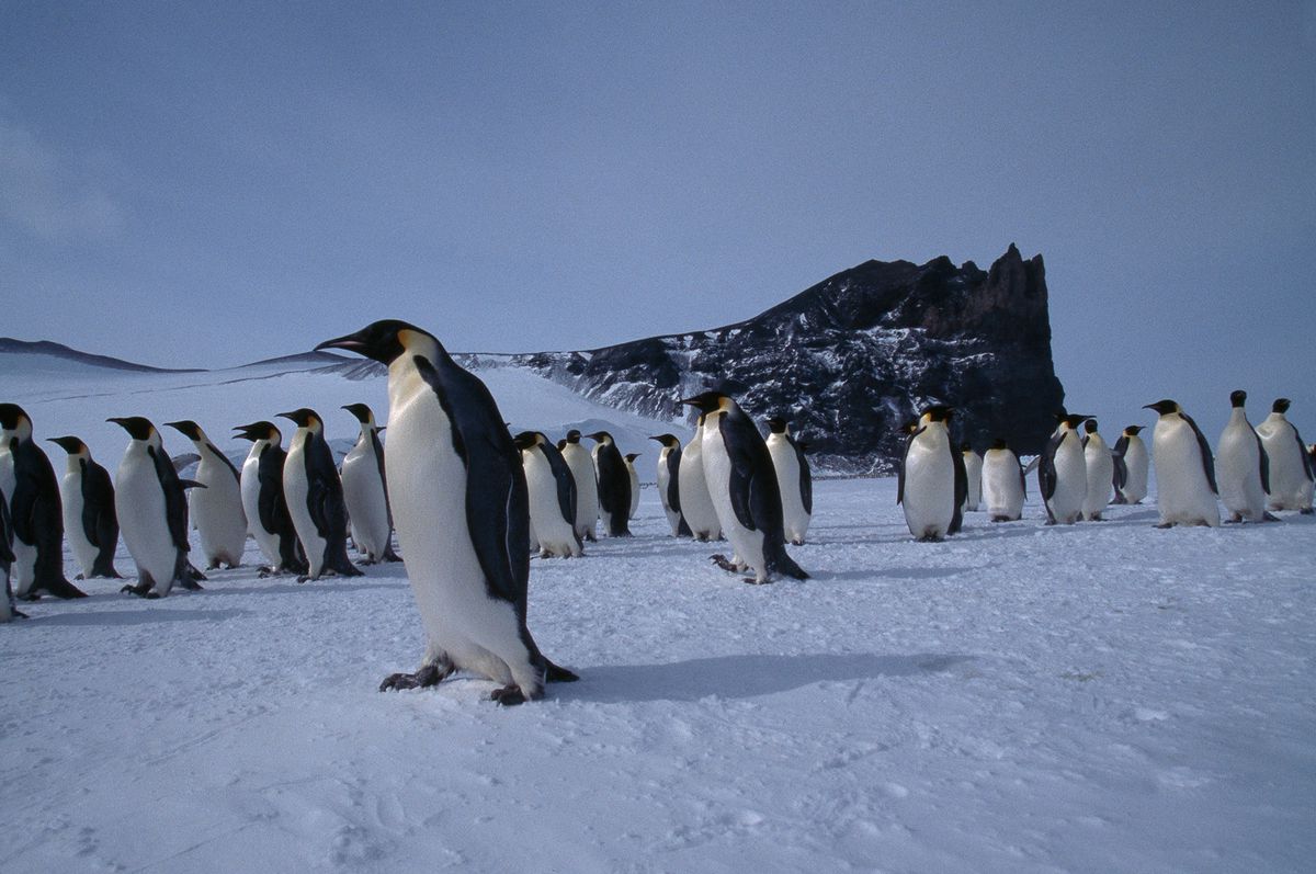 Bir Penguenin Hayatı Nat Geo Wild\'da