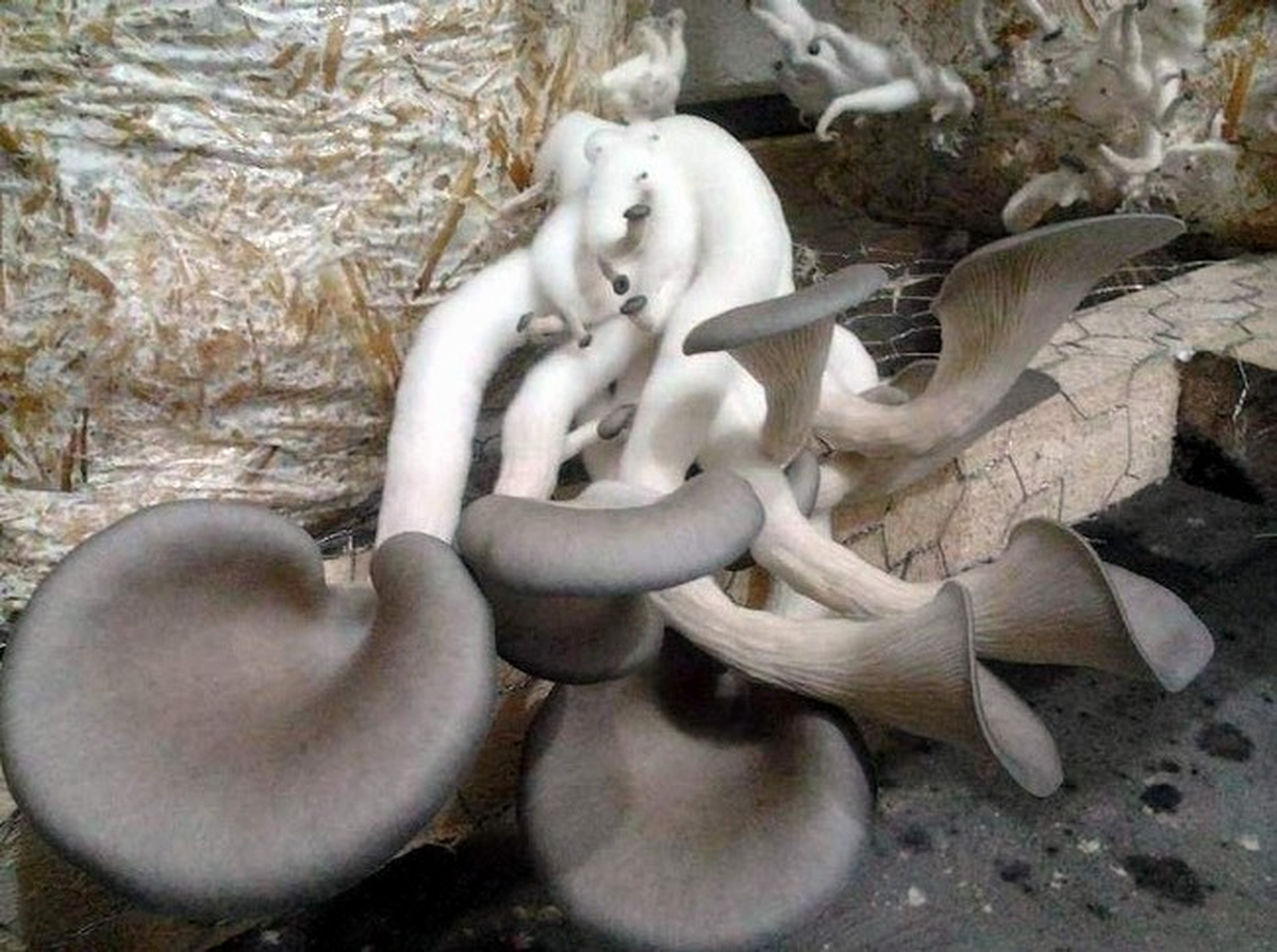 Dalaman\'da İstiridye Mantarı Hasadına Başlandı