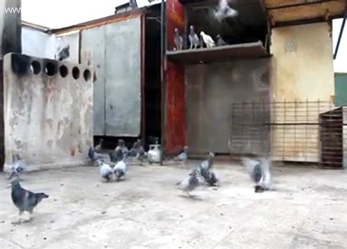 İki Daire Fiyatında Posta Güvercinleri Var