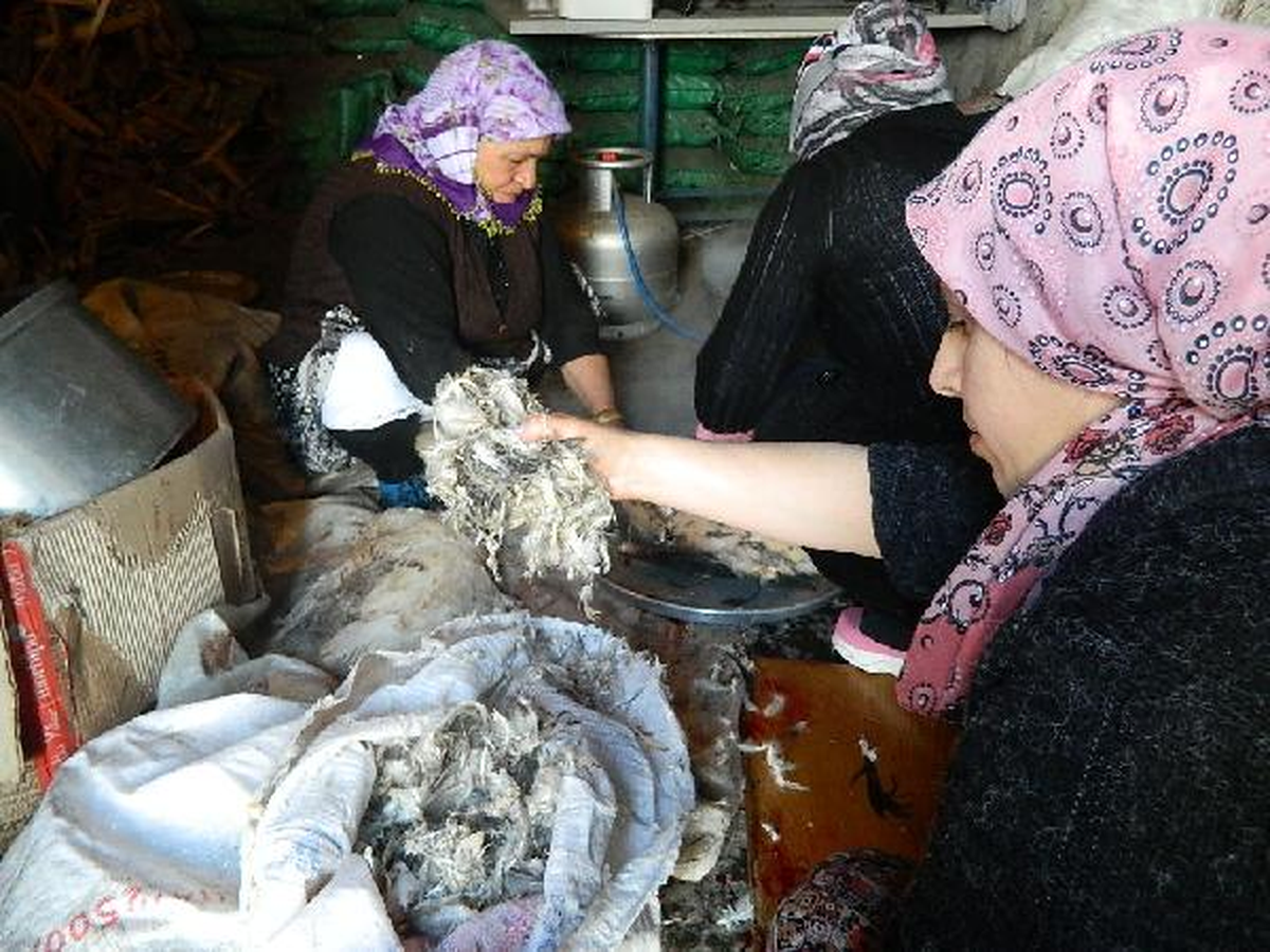 Kars\'a Kar Yağdı, Kaz Kesimi Başladı