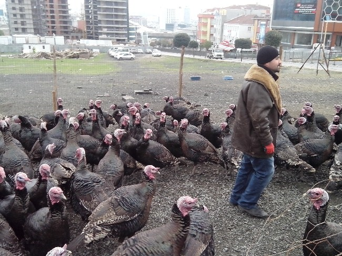 (Özel Haber) Yılbaşı Hindileri Satışa Çıktı