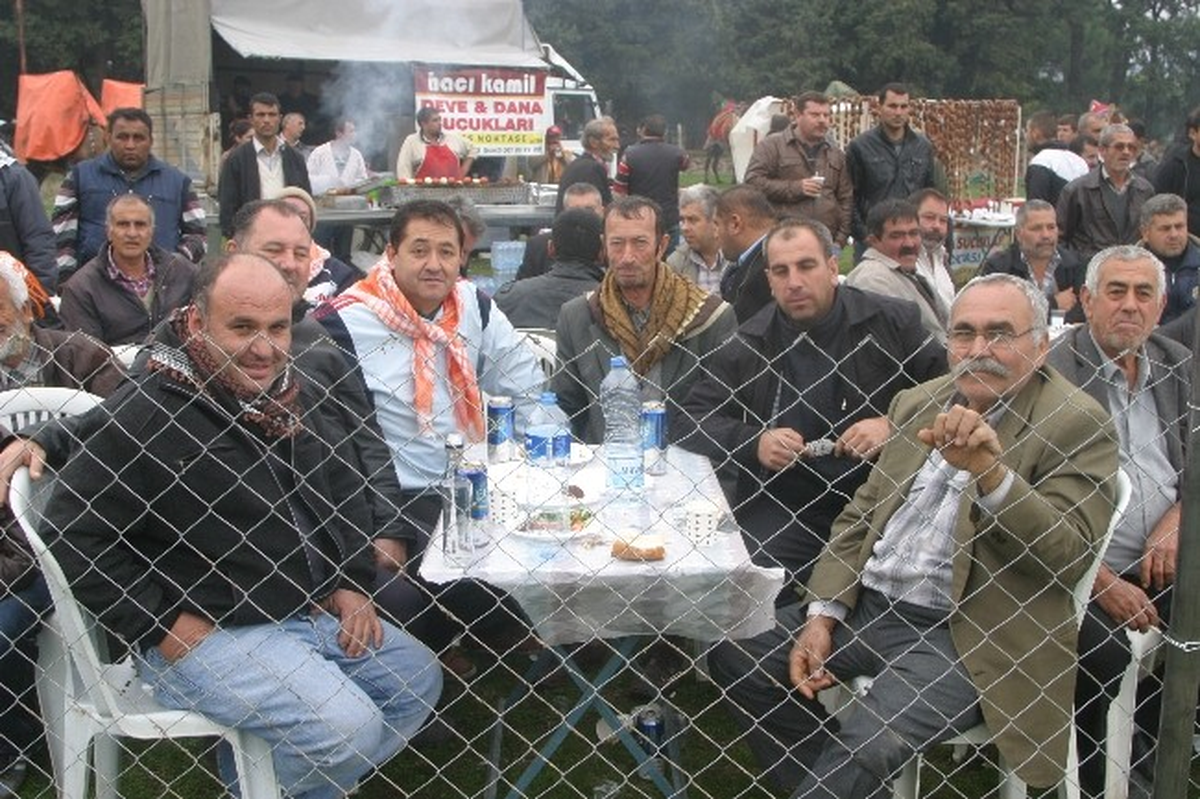 Tire\'de 15 Bin Seyircili Deve Güreşi