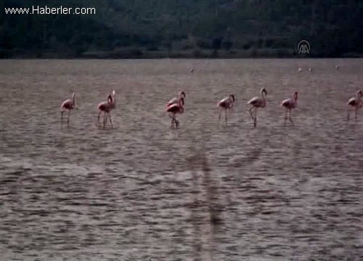 Tuzla Sulak Alanı, göçmen kuşları konuk ediyor