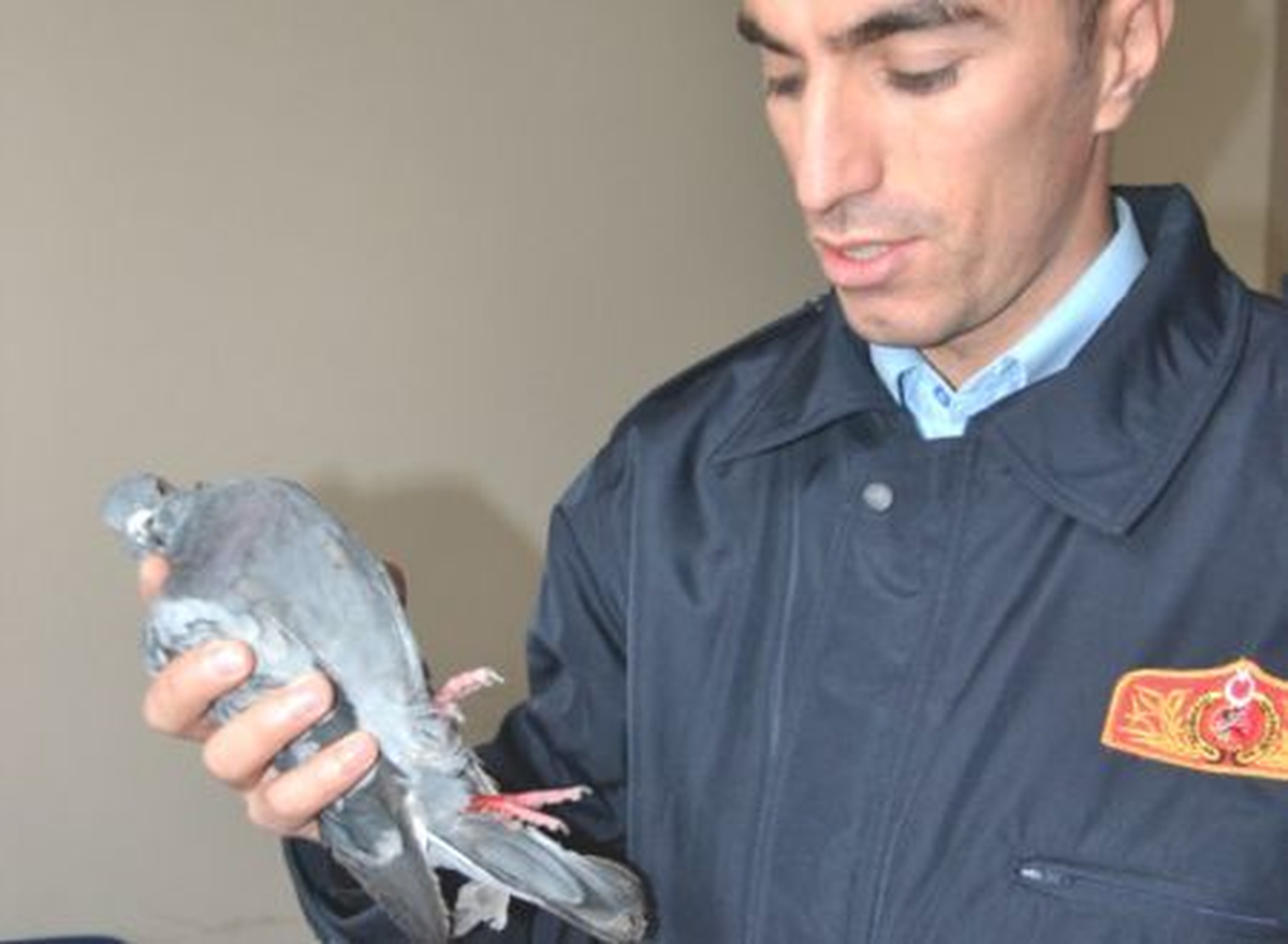 Yaralı Güvercini İtfaiye Kurtardı